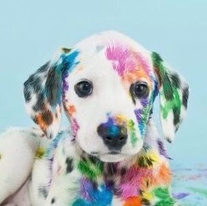 Meet your Posher, Nelle